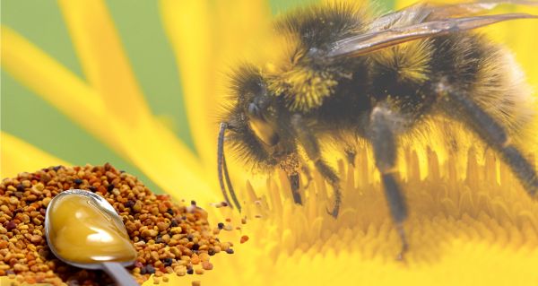 Příroda ví víc, než si myslíte: Až si přečtete, co dokáže propolis, už nikdy nesáhnete po antibiotikách!