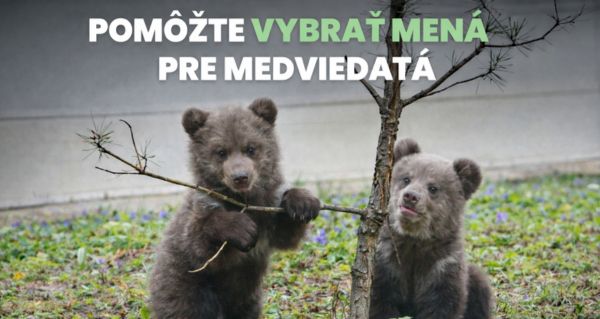 Osiřelá medvíďata bojují o život: teď můžete rozhodnout o jejich jménech