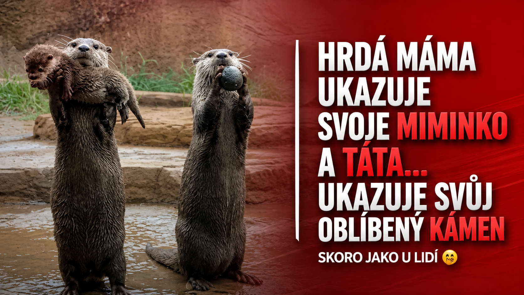 Vydry ze San Diego Zoo dojímají internet. Svůj oblíbený kámen nosí celý život jako poklad