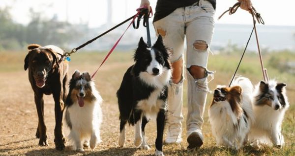 Stačí jeden pohled na uši a poznáte, že se něco děje. Veterináři vysvětlují proč