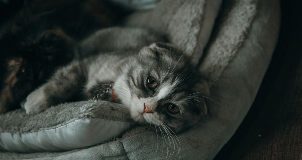 Jak poznat, že je váš domácí mazlíček nemocný? si Všímejte si těchto varovných signálů
