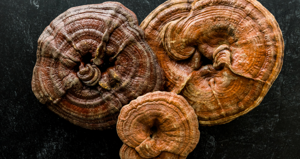 Reishi: proč se jí říká houba dlouhověkosti a co na ní dnes láká tolik lidí